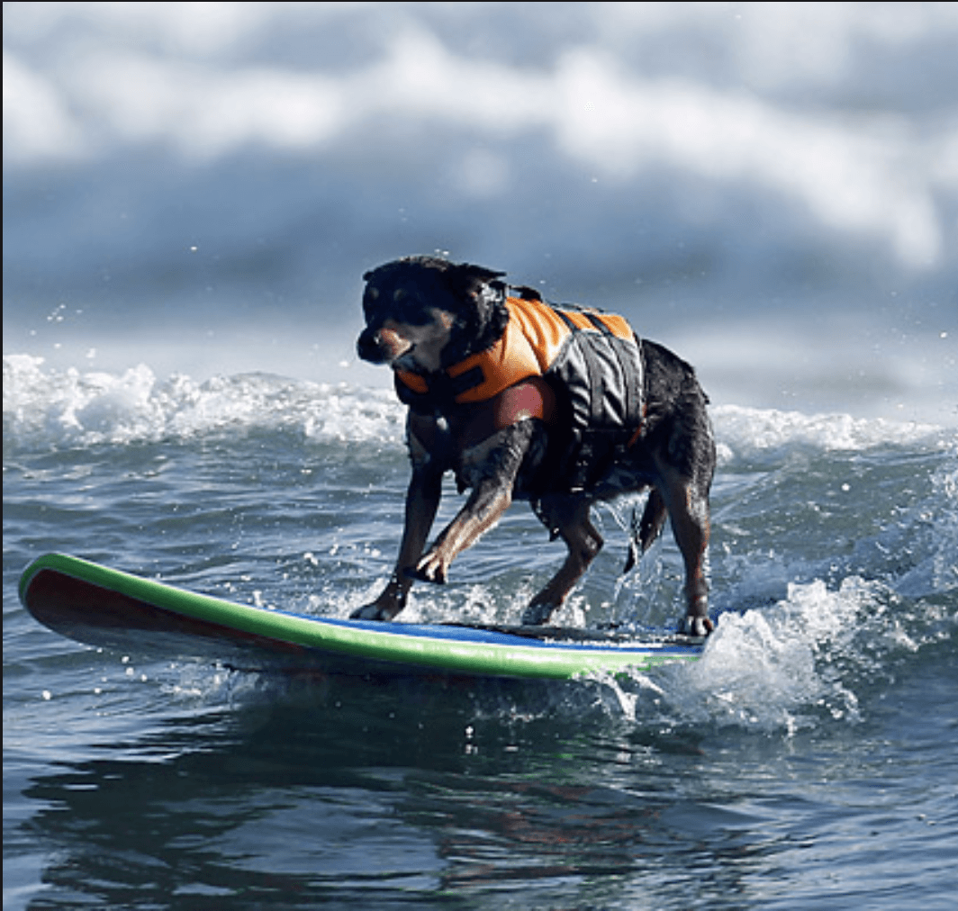 Dog food products