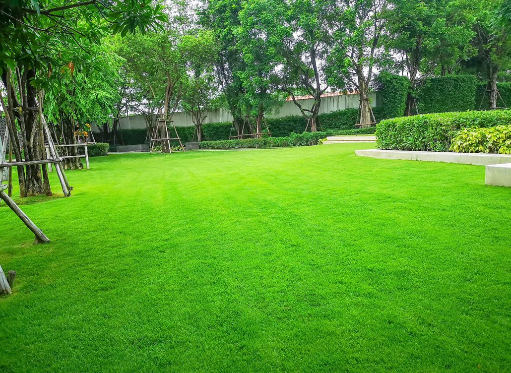 Lush green lawn in a park, surrounded by trees and shrubbery, with a white wall in the background.