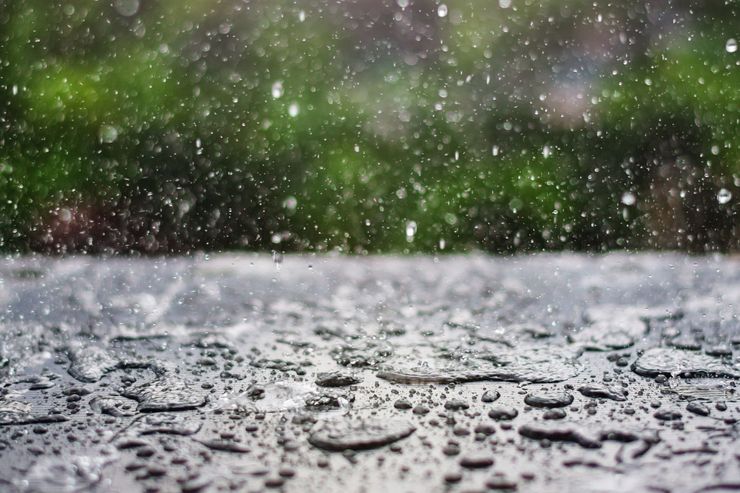 Learn more about TULIP Program Rain droplets on a wet surface with blurred green foliage in the background