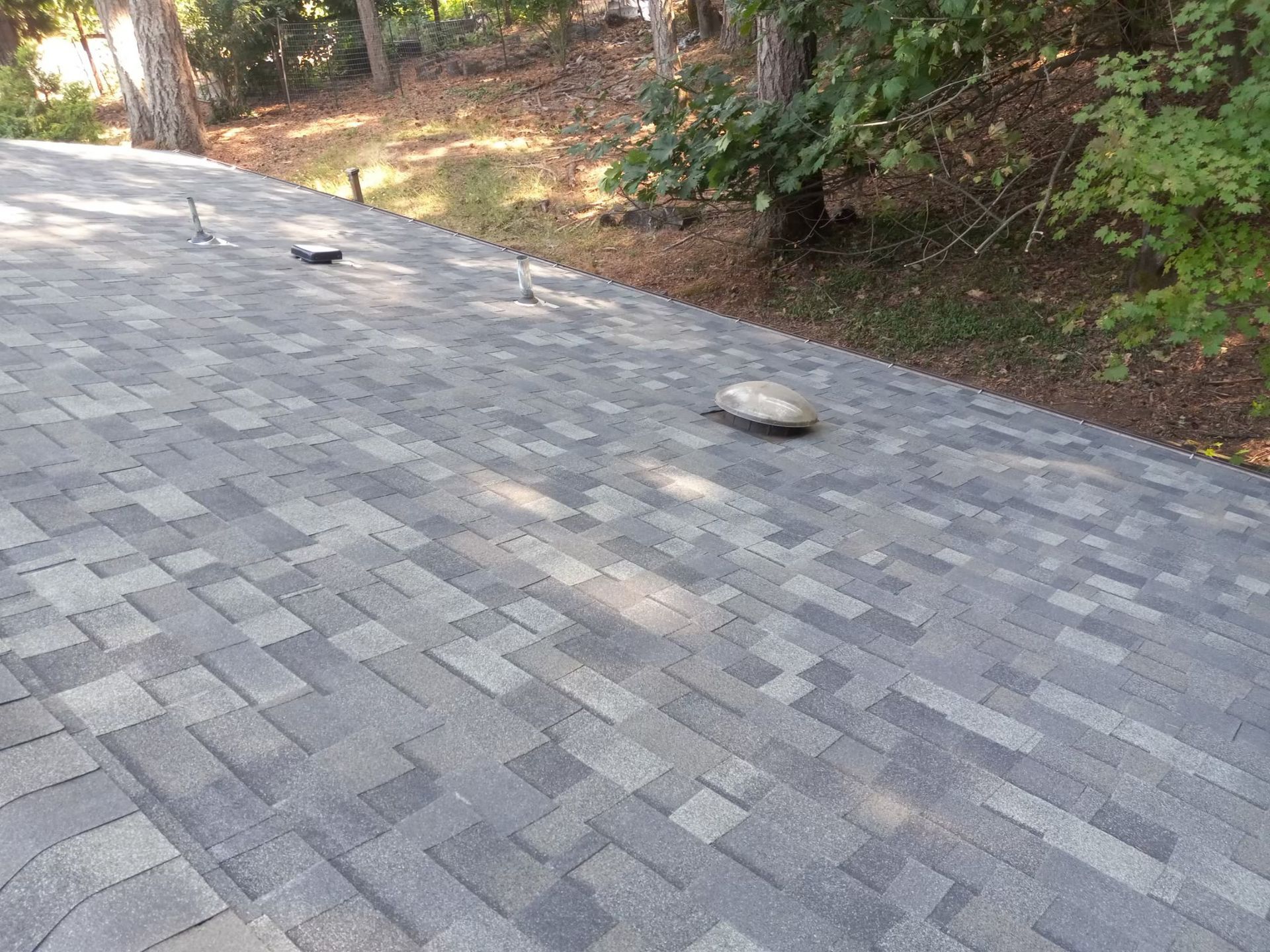 Paved driveway with a few rocks, bordered by trees and shrubs.