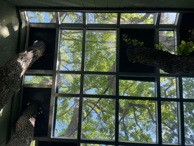 Looking up through a grid of windowpanes at tree branches and a blue sky.