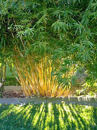 The ultimate Bamboo selection