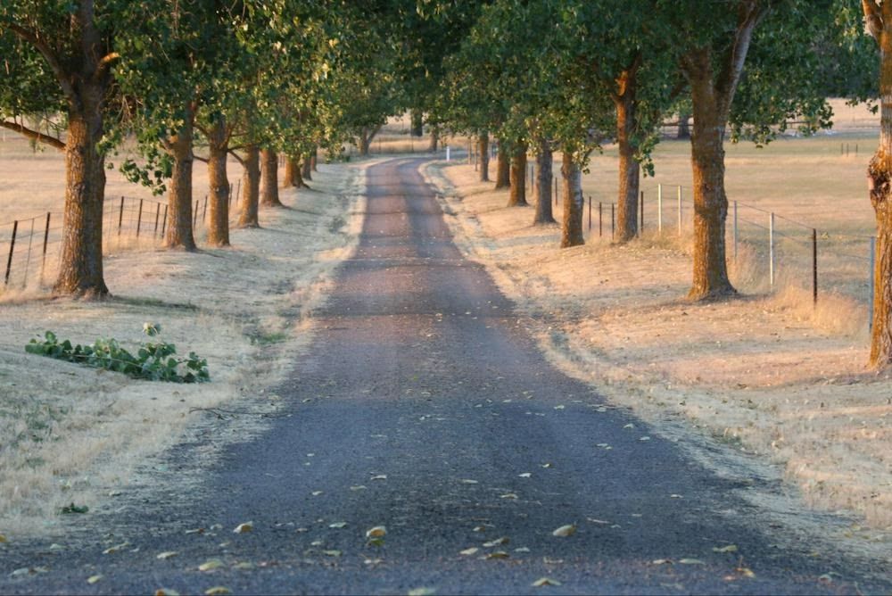A tree-lined asphalt road stretches into the distance, with dry grass and a fence on either side.