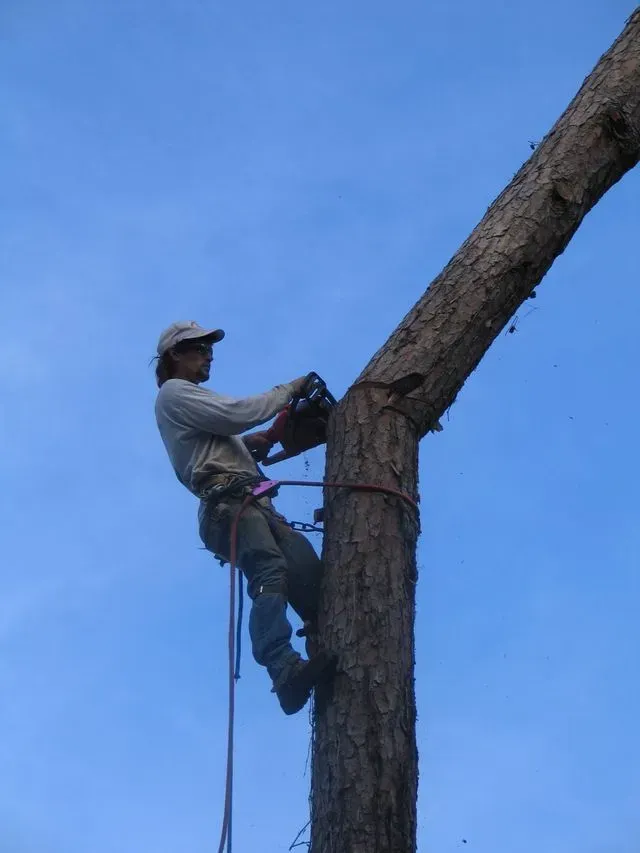 Arborist in a tree, cutting a branch. Blue sky background.