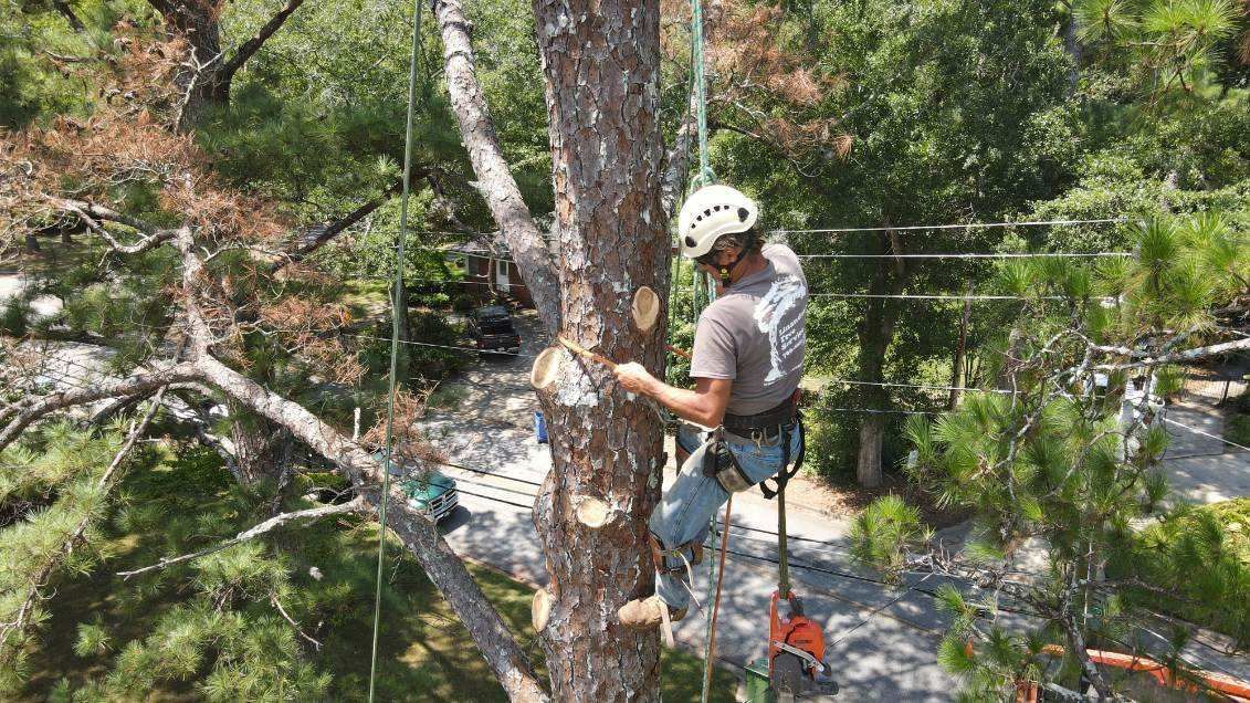 Arborist in a tree, using a saw. They wear a helmet and safety harness.