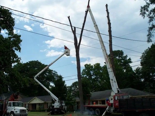 Tree trimmers in aerial lifts trimming trees near power lines.