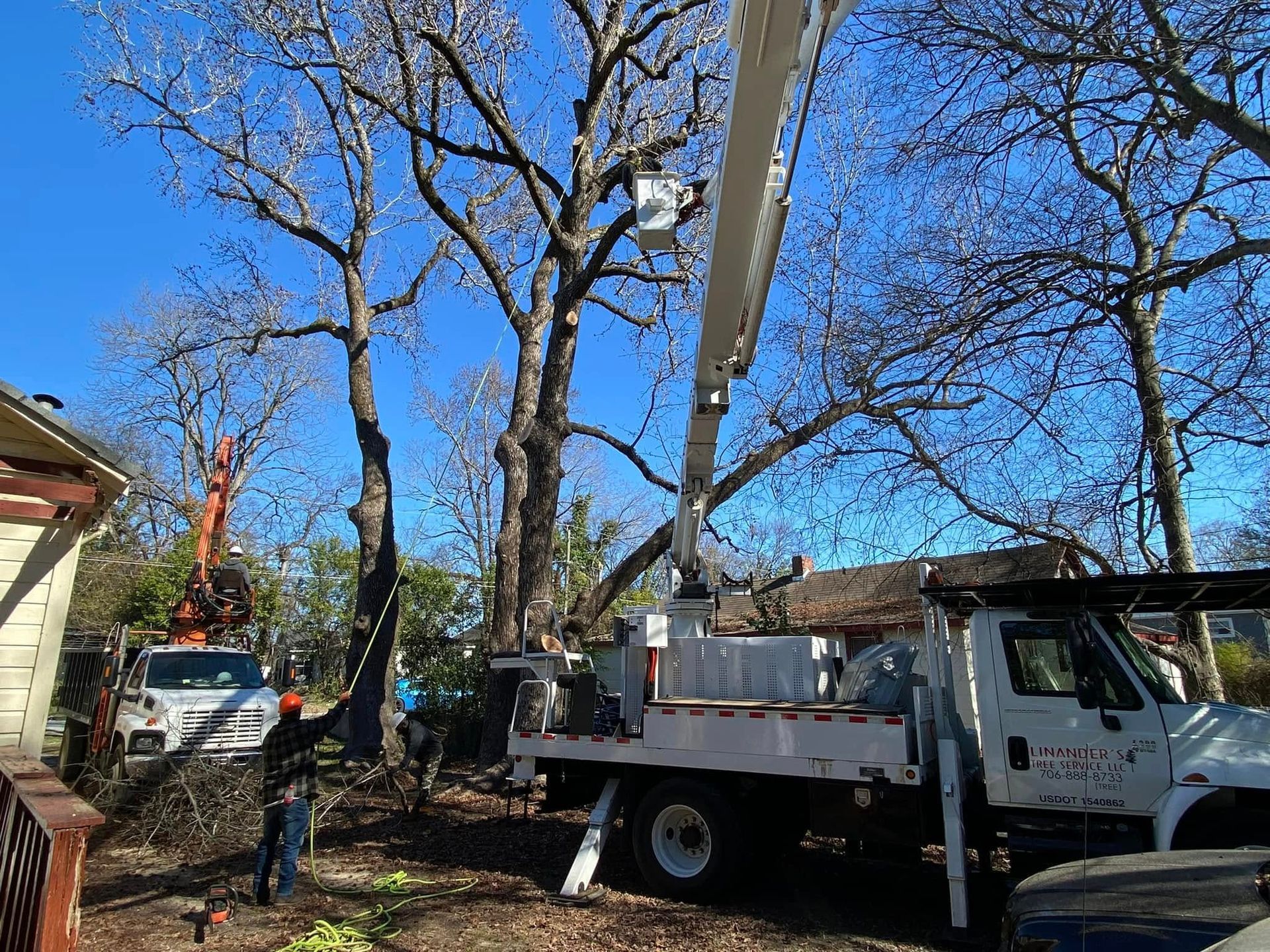 Tree trimming in progress; bucket truck reaches tall branches on a sunny day.