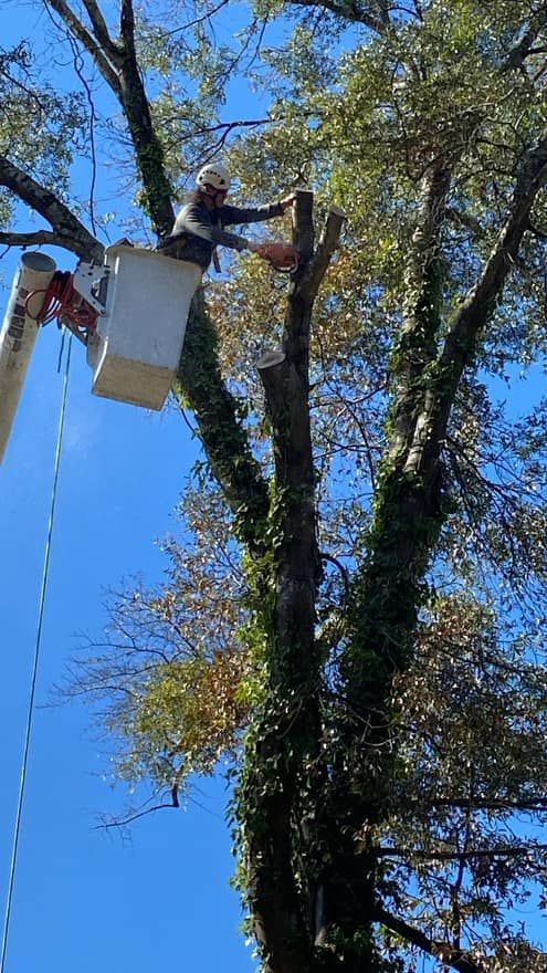 Tree worker in a bucket truck trimming a tall tree against a clear blue sky.