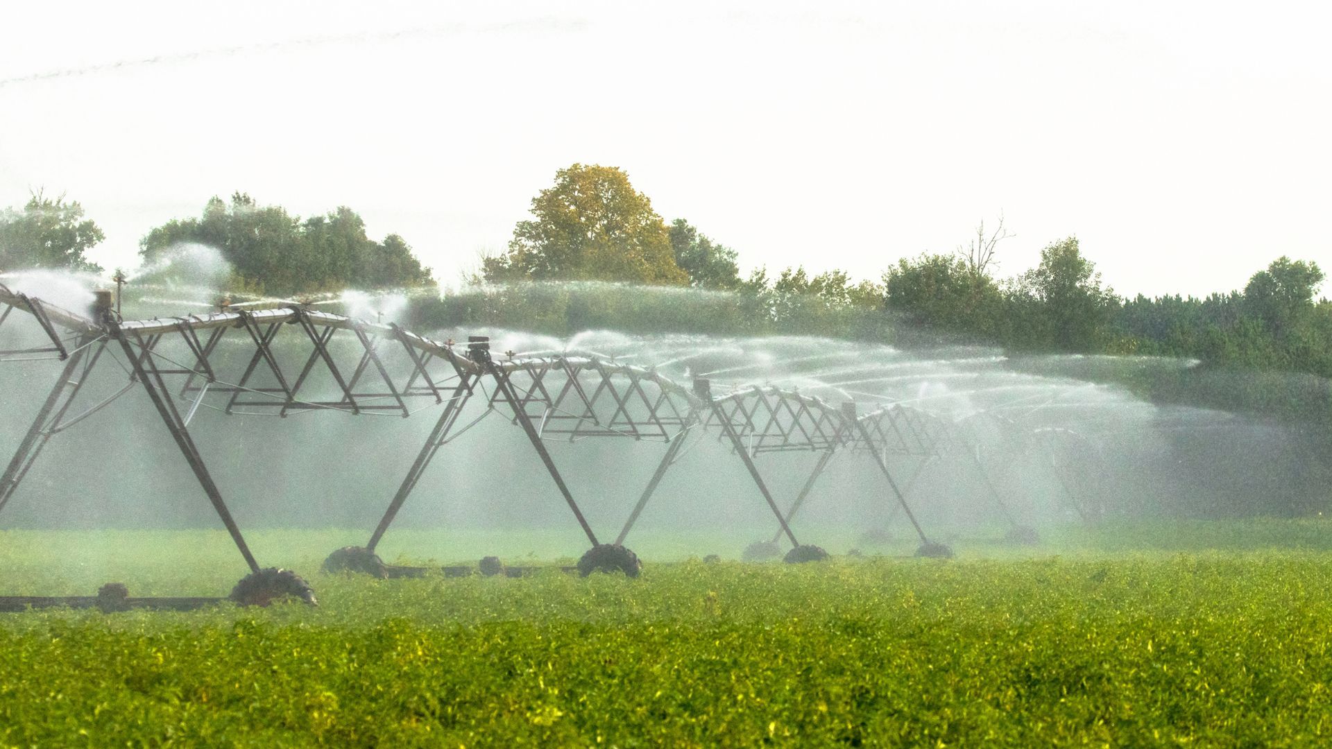Irrigation sprinklers watering a green crop field on a sunny day.