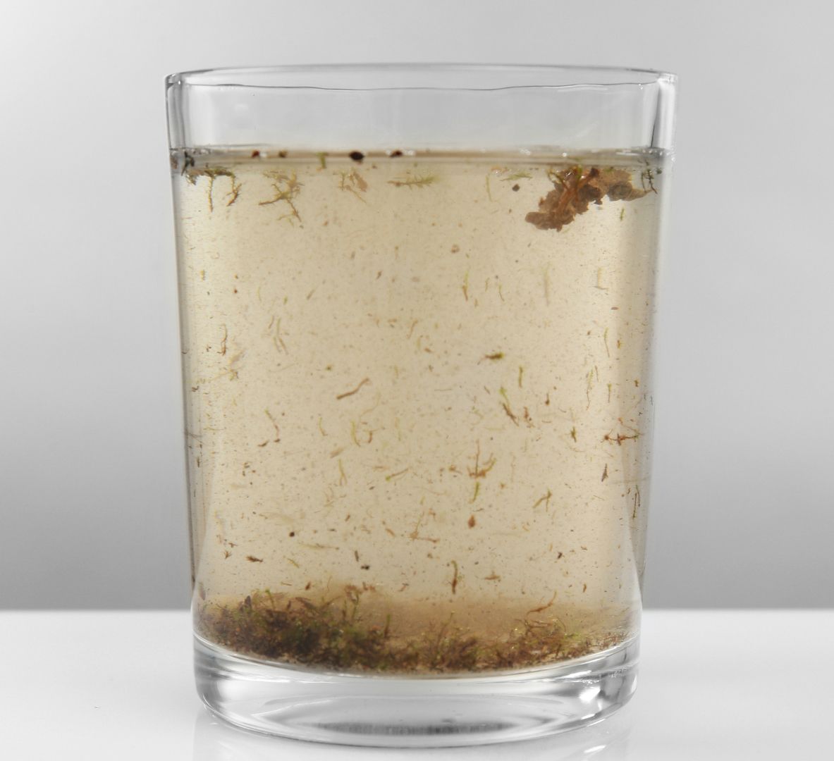 A cloudy glass of murky water with sediment and debris settled at the bottom.