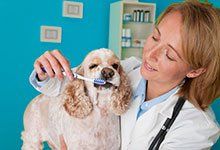 Pet Dentist