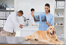 Veterinary clinic with staff reviewing X-rays beside a golden retriever on an exam table
