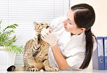 A woman in a white coat is examining a tabby cat on a desk in a bright office