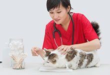 Veterinarian in red scrubs examining a cat on a table with medical tools nearby