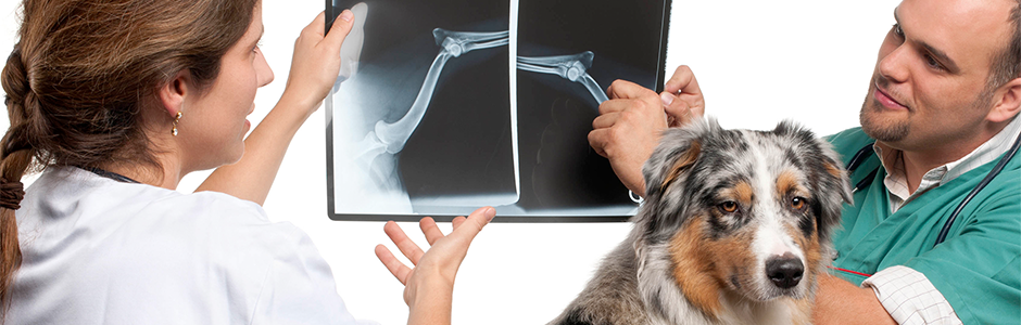 Veterinarian and assistant reviewing dog X-rays with a dog in the foreground