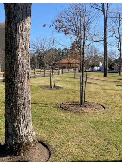 Young trees planted in a grassy park beside a wooden fence and leafless trees on a sunny day