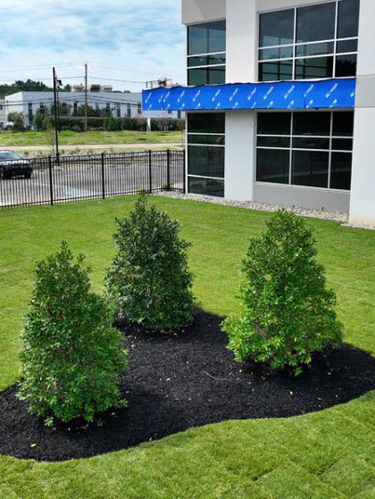 Three small evergreen shrubs in a landscaped bed beside a building with blue awning.