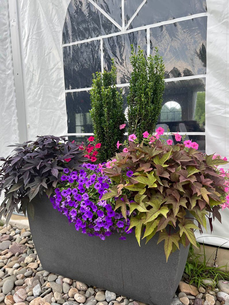 Colorful flowers and foliage in a black planter beside a white tent window