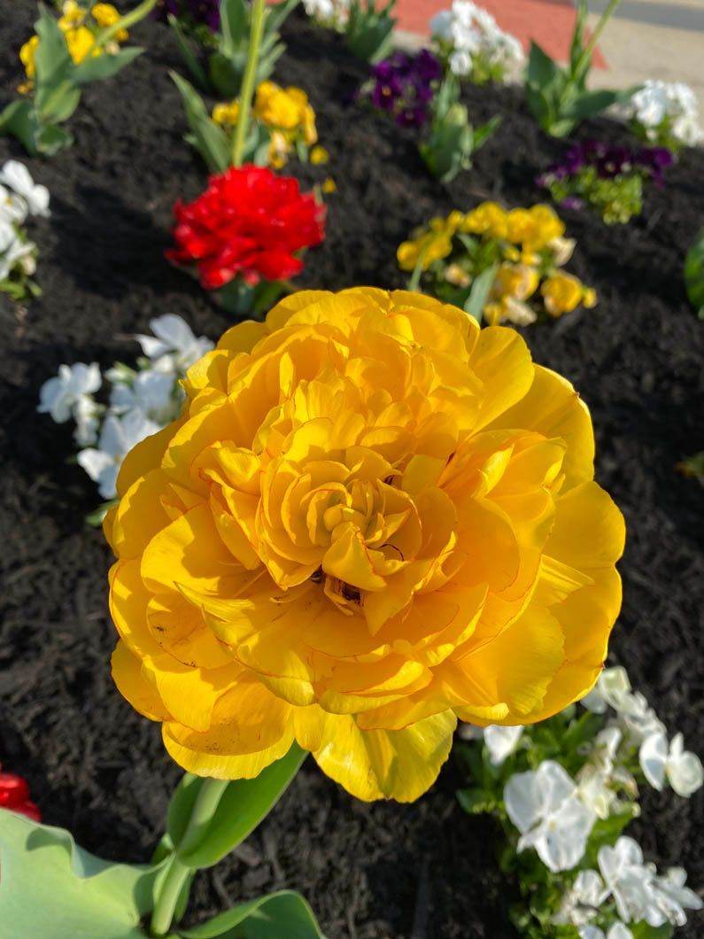 Close-up of a yellow flower blooming in a garden with red, white, and purple flowers behind it