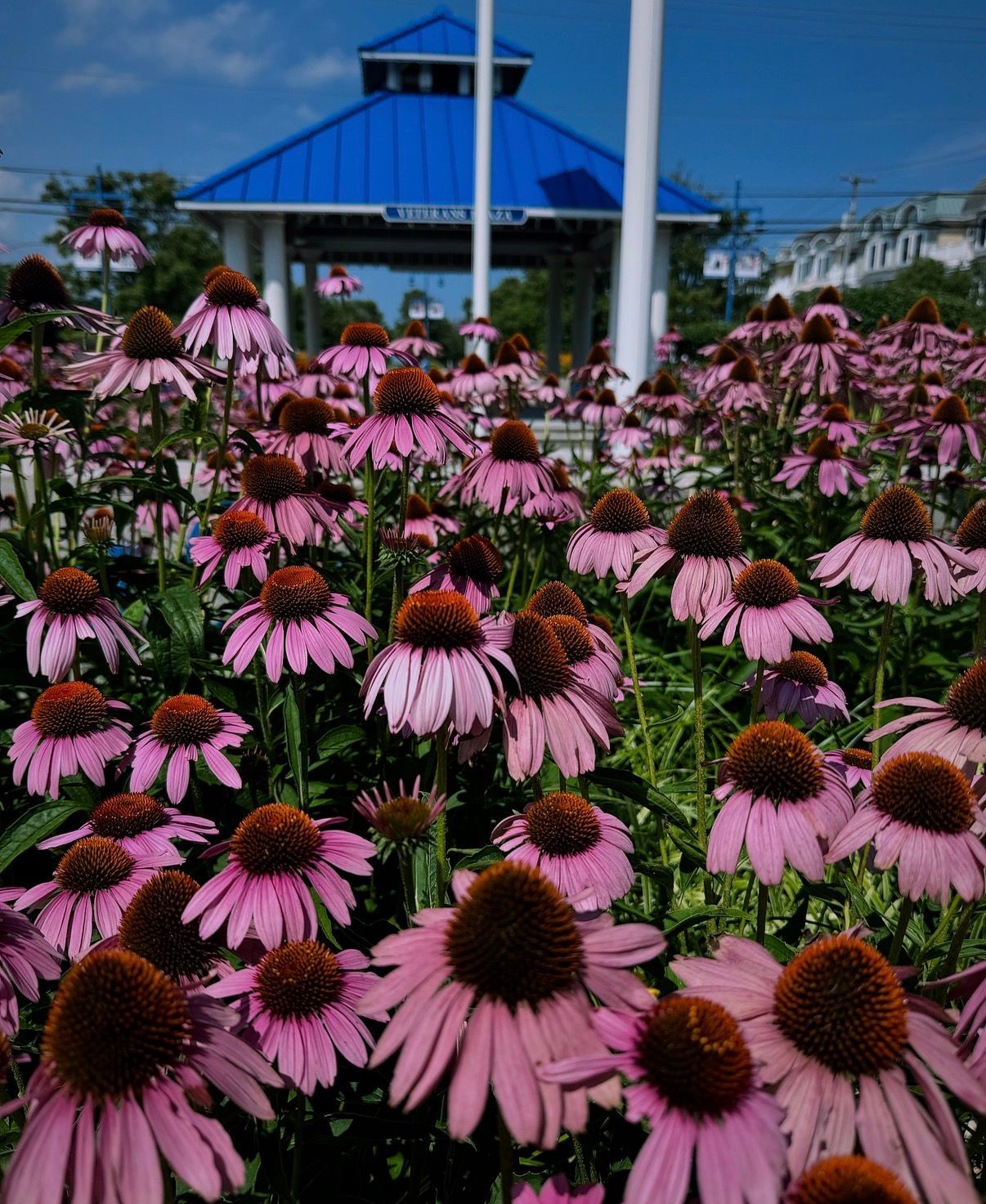 Pink coneflowers blooming in a garden with a blue-roofed pavilion in the background