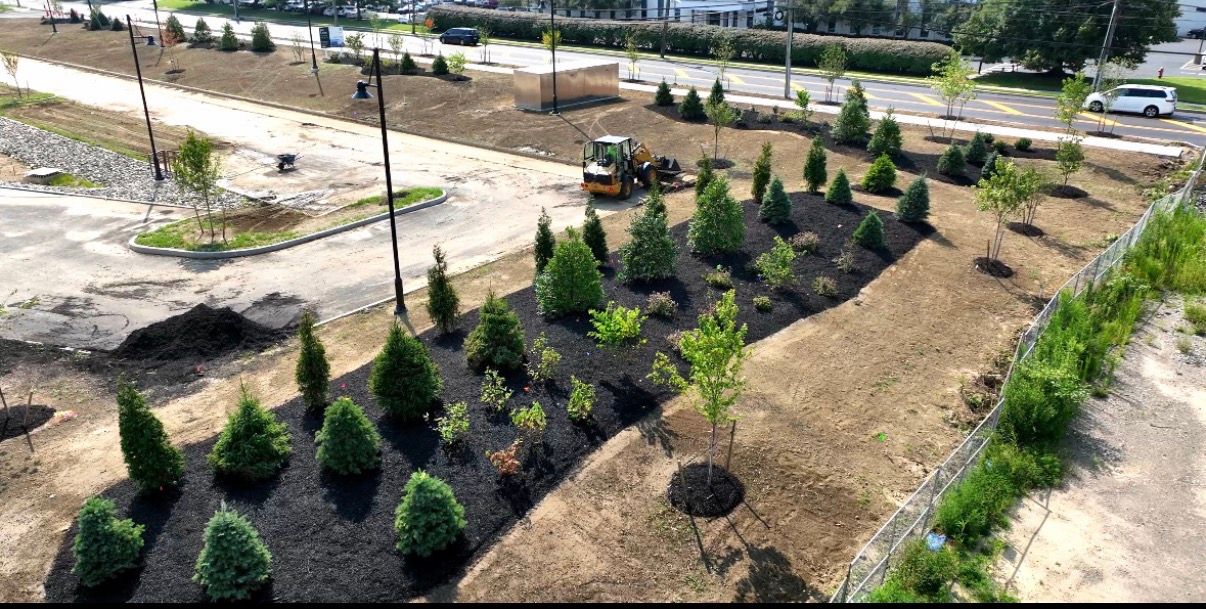Landscaped nursery with rows of small evergreen trees and mulch paths under bright sunlight