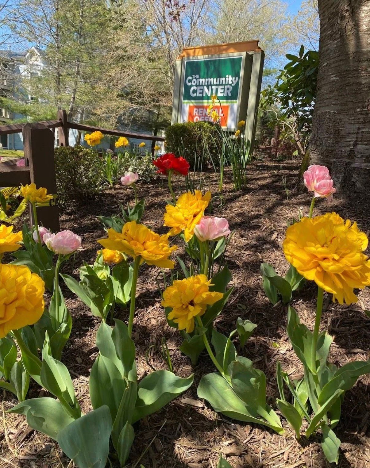 Yellow and pink tulips in a garden with a sign for a visitor center in the background