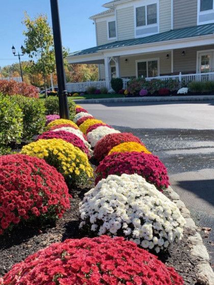 Colorful flower beds of red, yellow, and white blooms line a driveway beside a house.