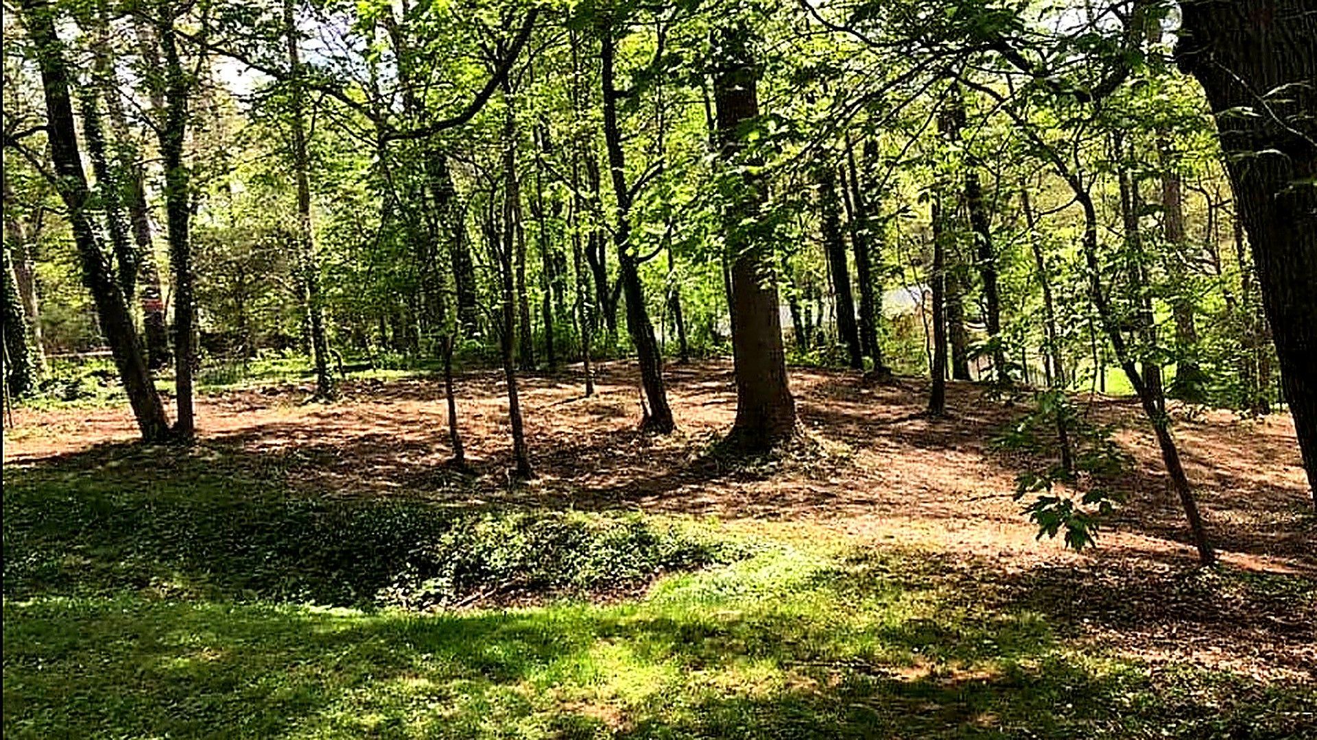Sunlit woodland with tall trees, green undergrowth, and a dirt path through the forest