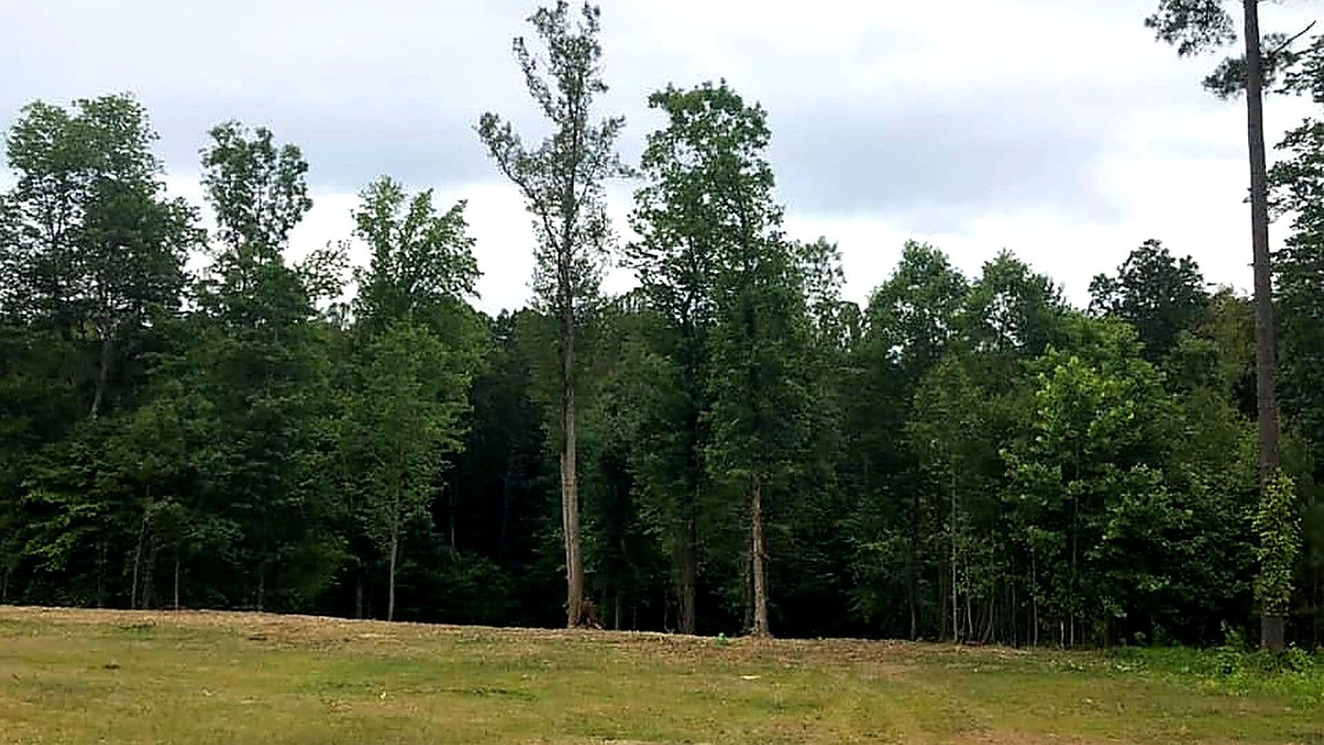 Grassy field bordered by tall green trees under a partly cloudy sky