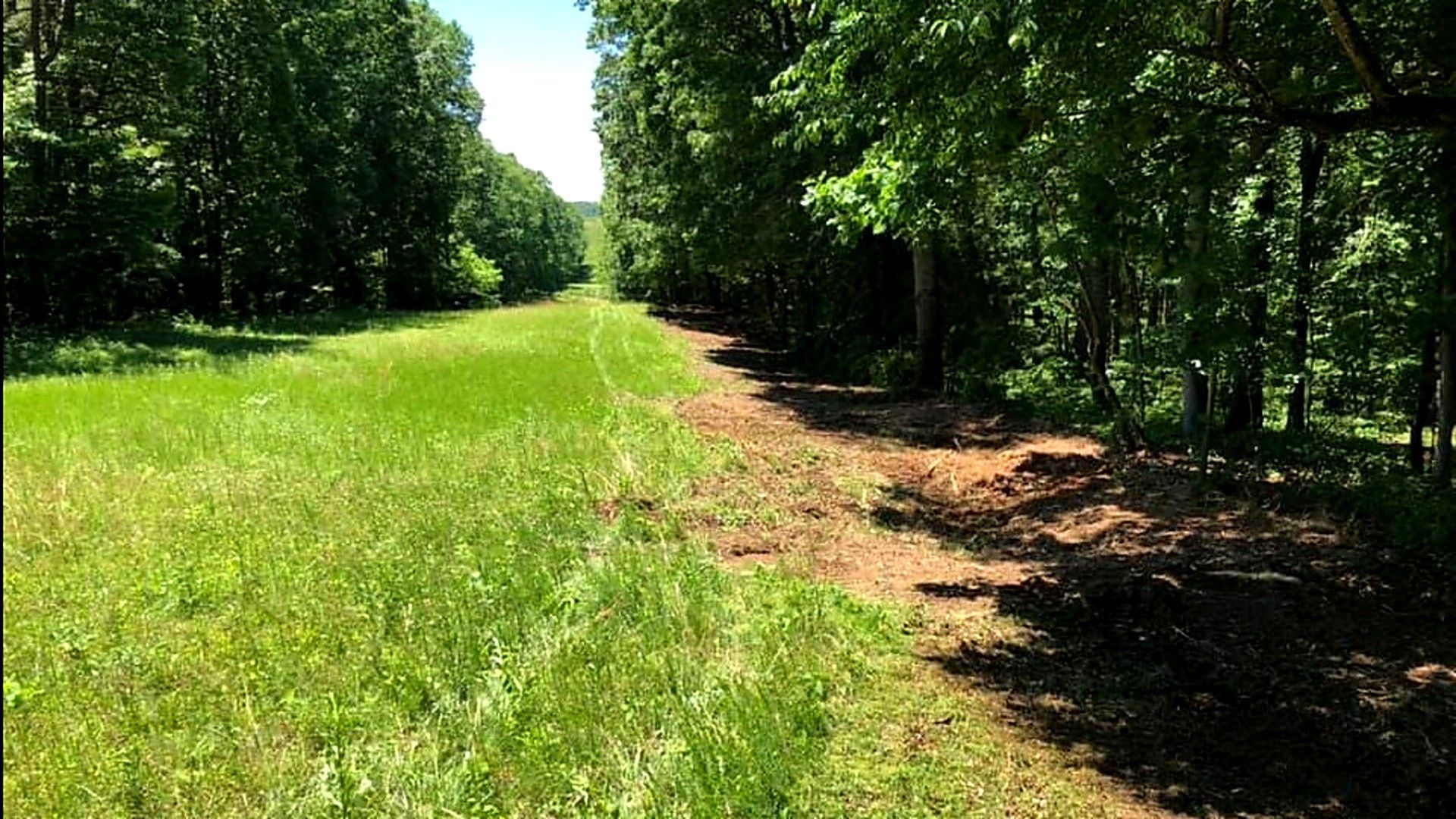 Sunlit grassy trail beside a shaded forest path lined with green trees