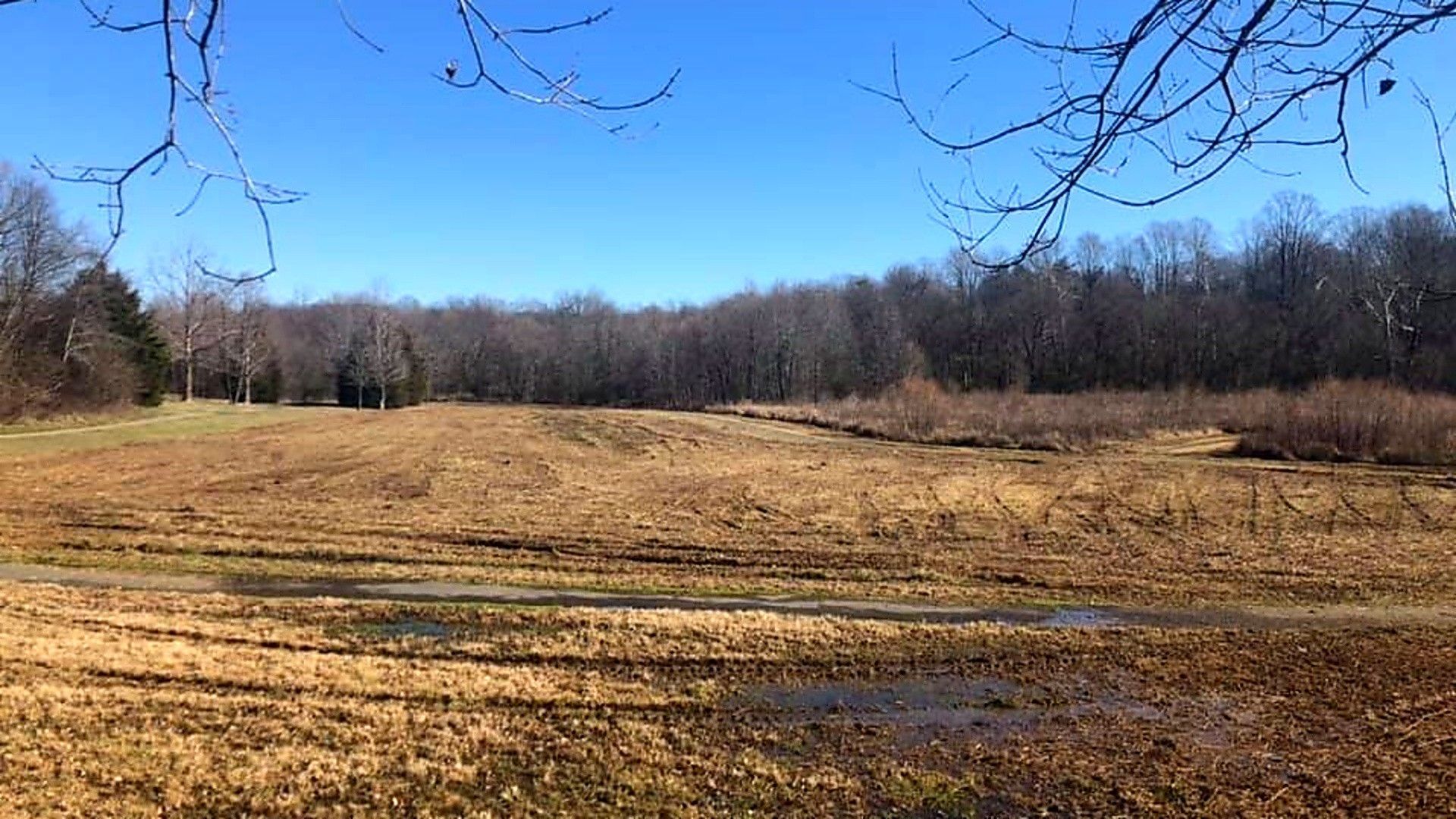 Open grassy field with bare trees under a clear blue sky in winter.