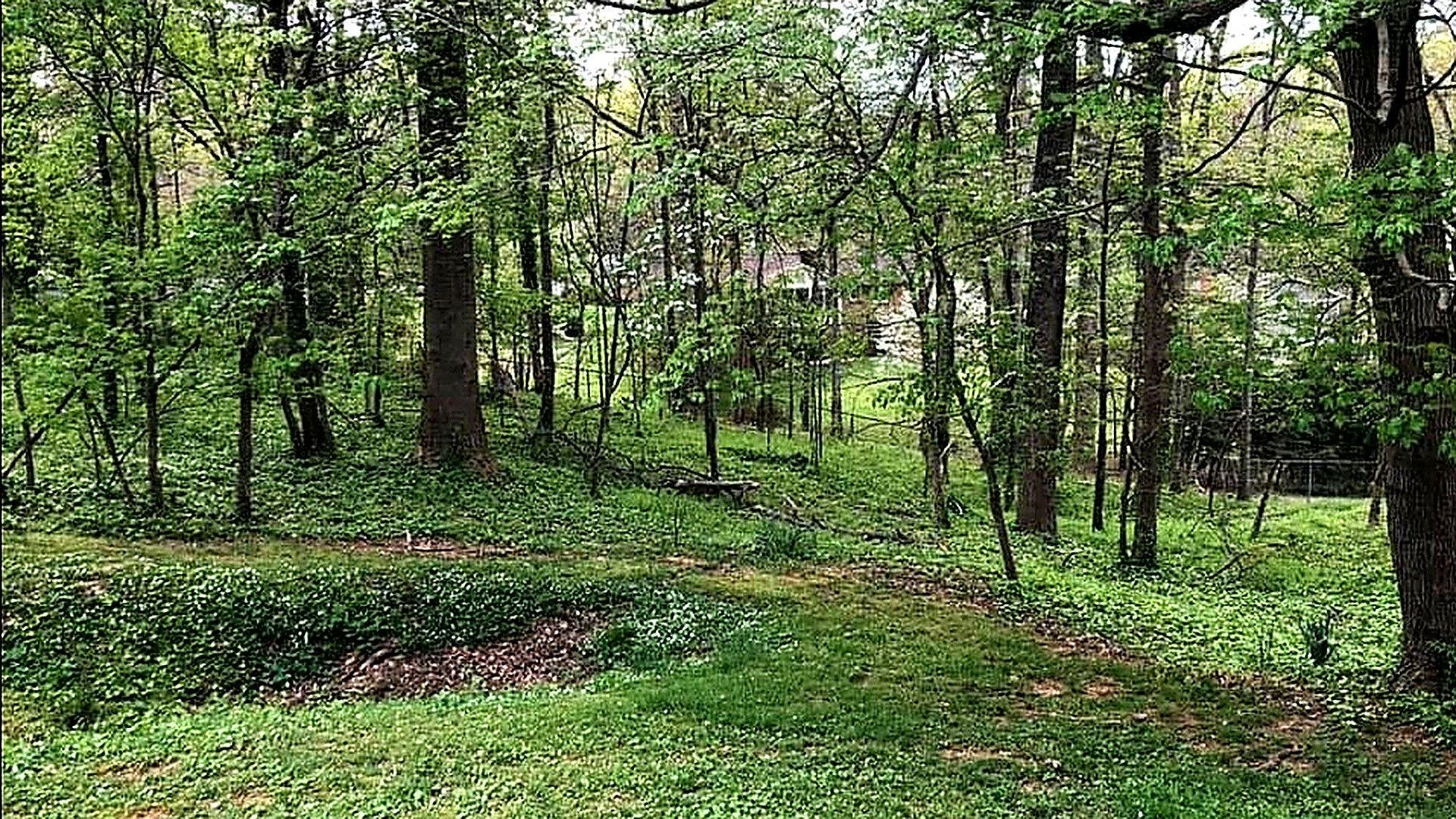 Green wooded forest with tall trees, dense undergrowth, and a grassy clearing