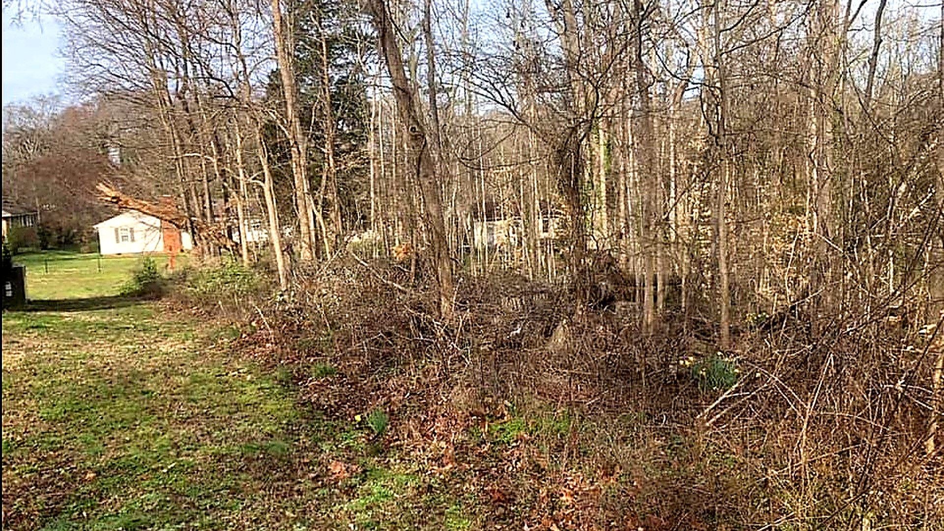 Leafless trees and dense brush along a grassy edge, with a small white shed in the background.