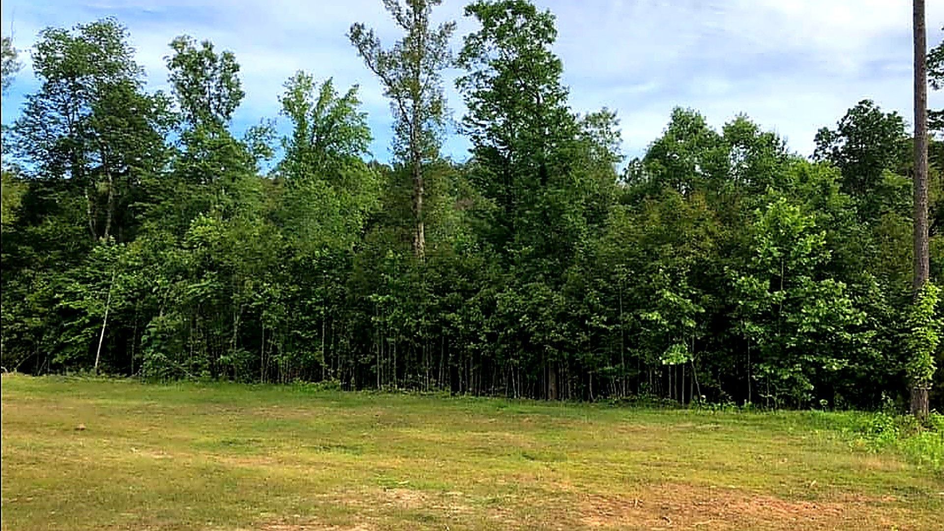 Grassy field with a dense line of green trees under a partly cloudy sky