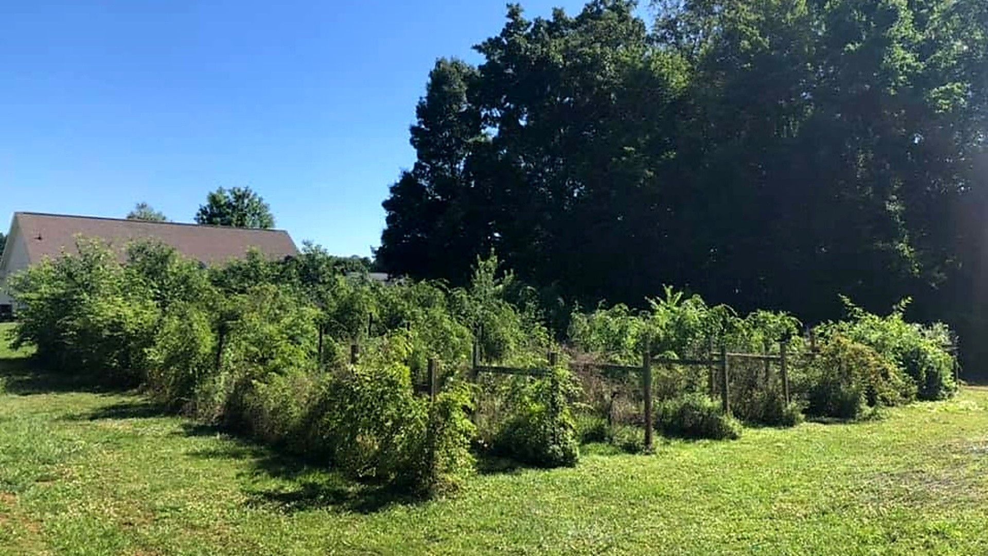 Sunny backyard garden with raised vegetable beds, lush green plants, and a house in the background