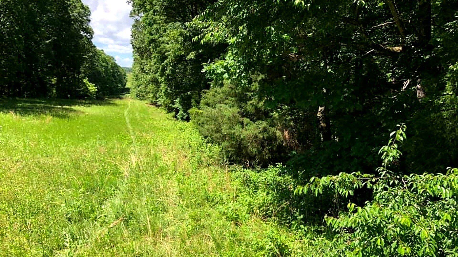 Sunlit grassy path through lush green trees and dense foliage
