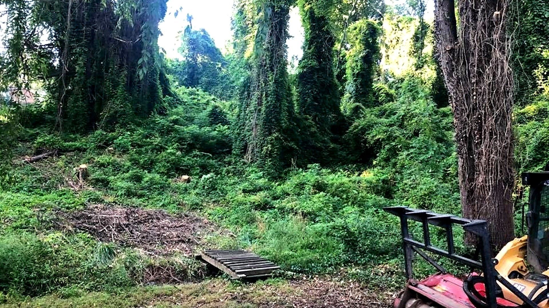 Dense green forest clearing with tall trees, a wooden fence, and a red bike in the foreground.