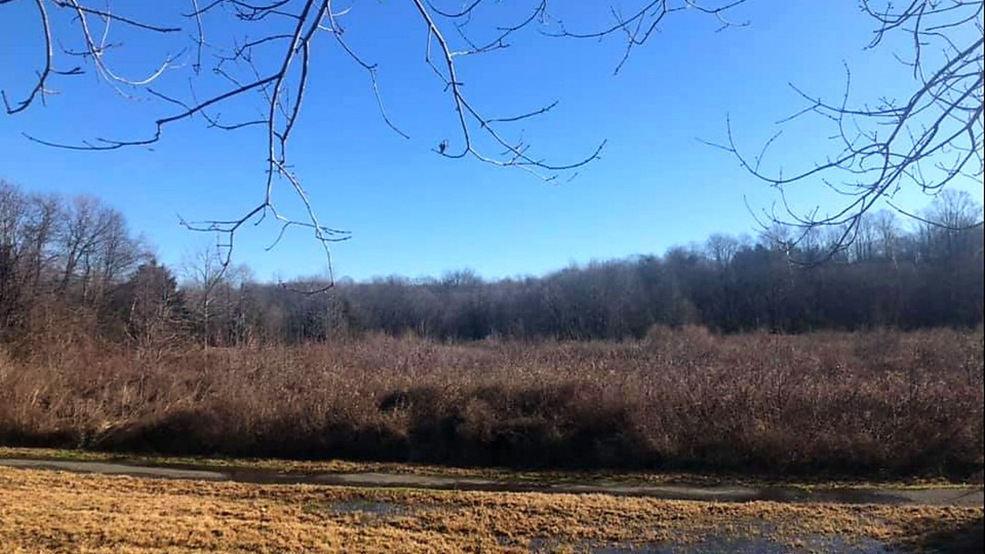 Open field with dry grass and leafless trees under a clear blue sky