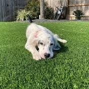 A bunch of squares of grass with tags on them
