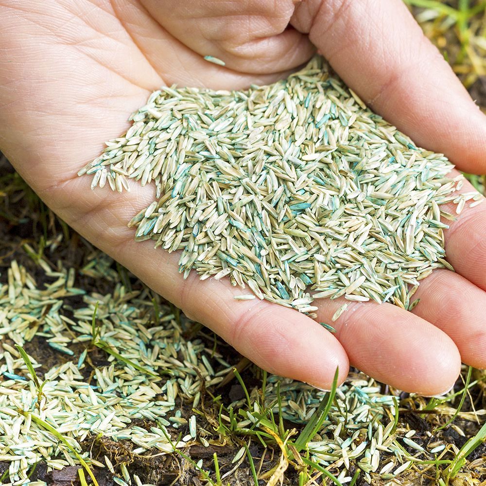 A person is holding a pile of grass seeds in their hand.
