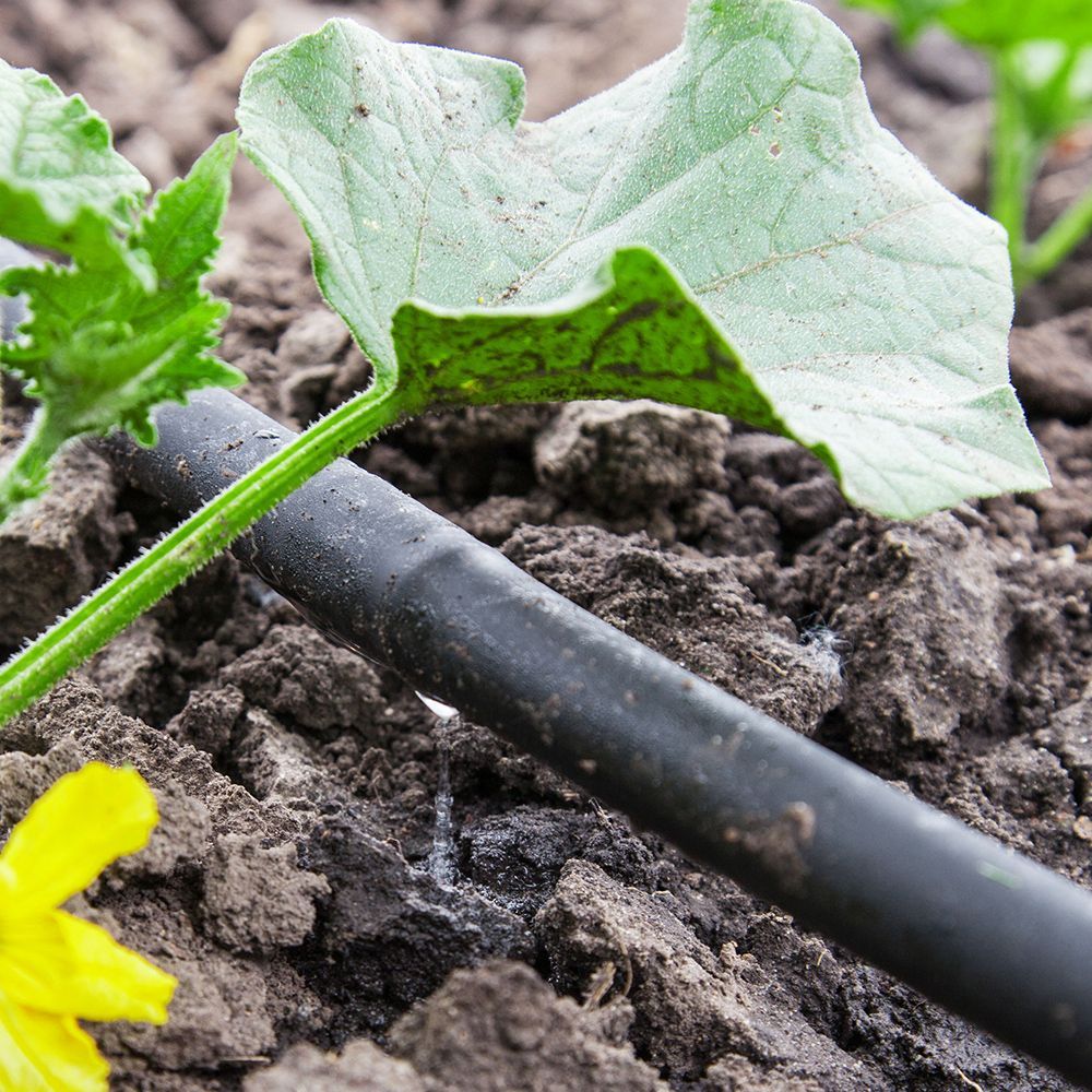 A plant with a hose attached to it is growing in the dirt.