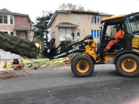 tree cleanup