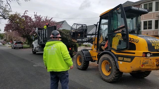 tree service
