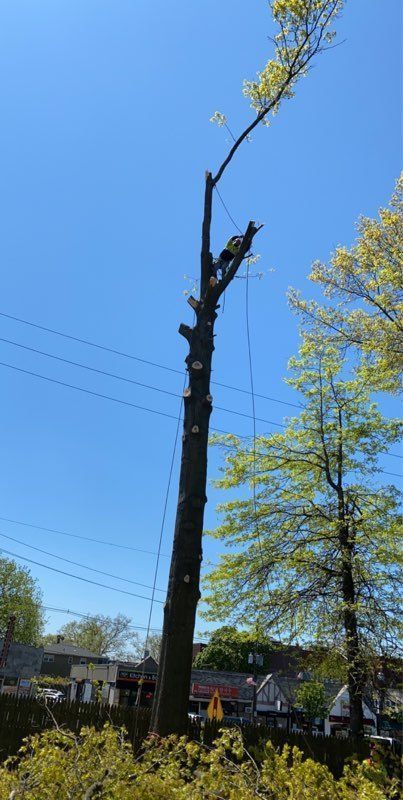 tree trimming
