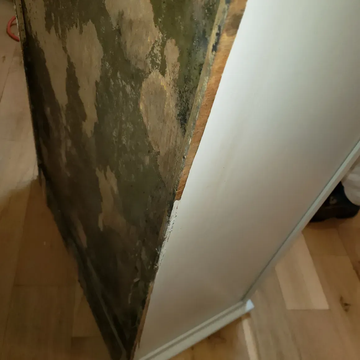 mold remediation companies fl