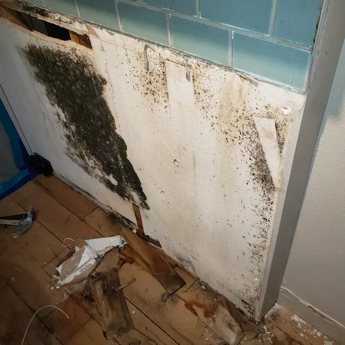 mold remediation companies fl