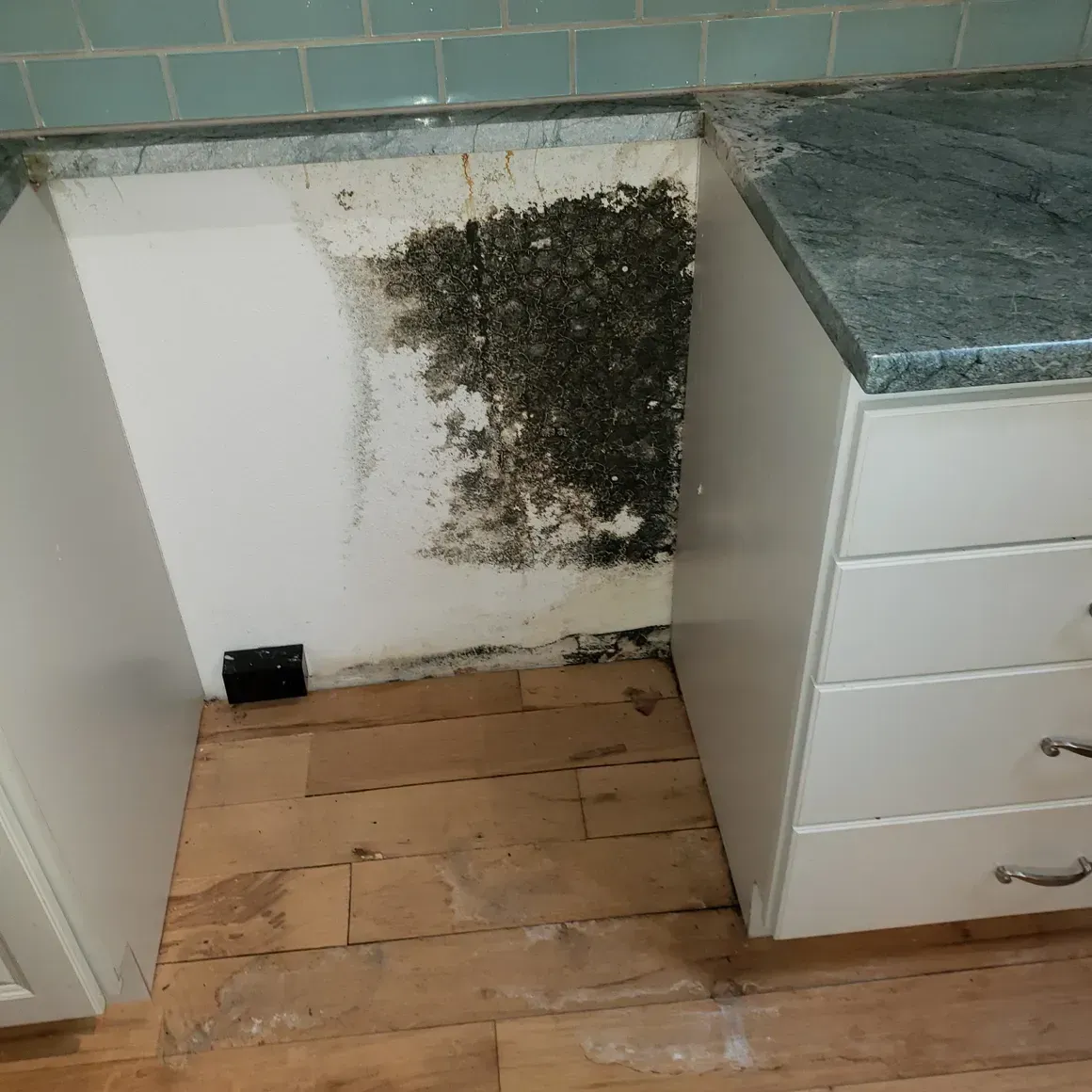 mold remediation companies la