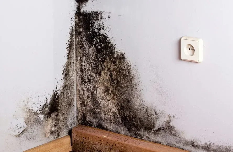 mold remediation companies la