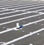 A pigeon is sitting on the ground in a parking lot