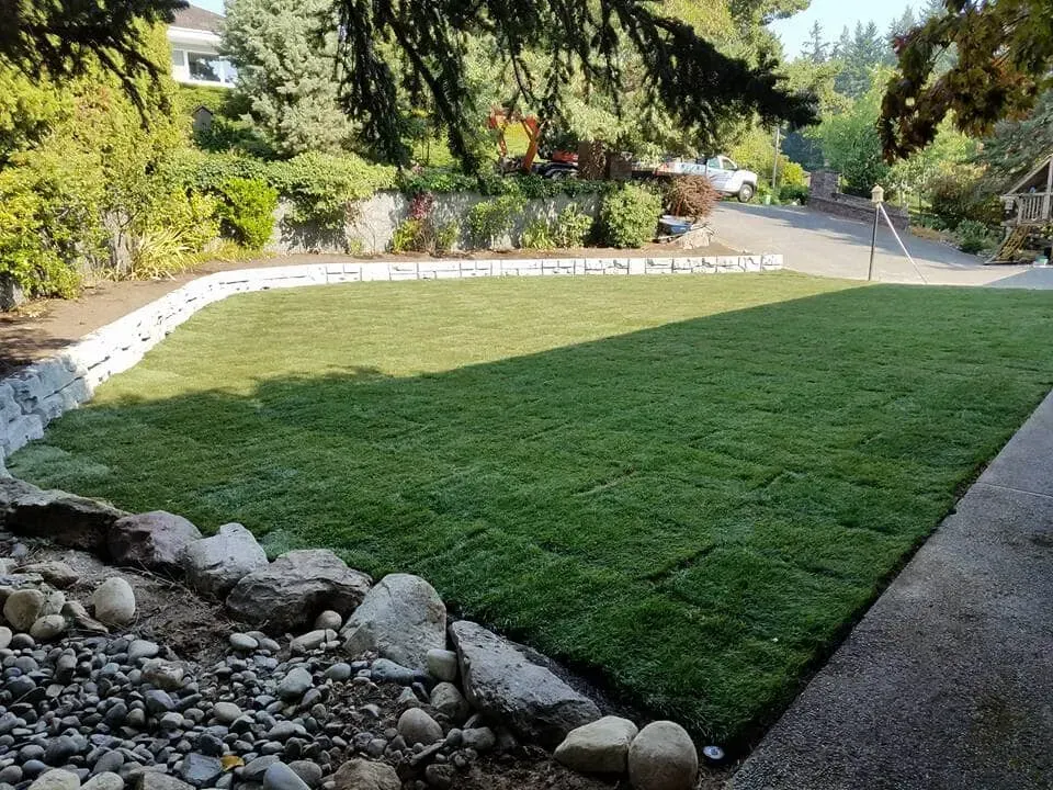 Newly sodded lawn with rock retaining wall and driveway in the background.